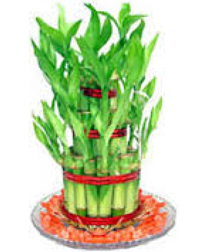 Bambu Plant